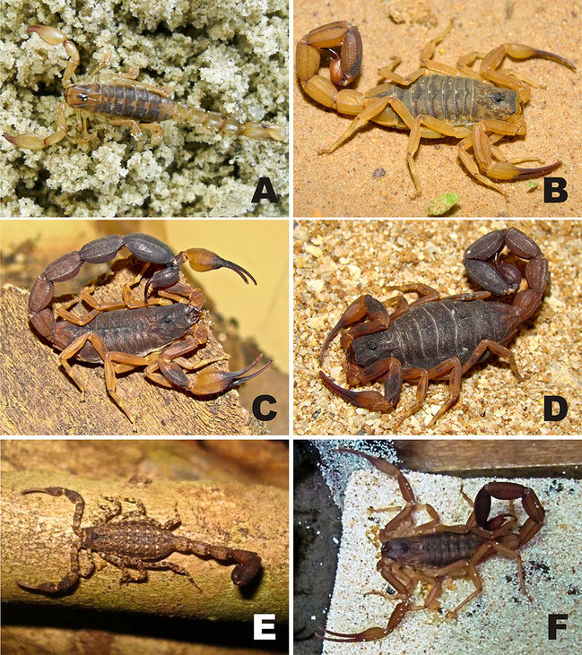 Espécies de escorpiões