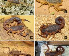 espécies de escorpião