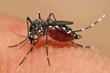 Orientações gerais sobre o Zika vírus