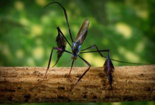 Mosquito Sabethes sp.