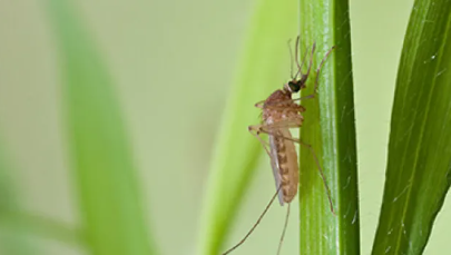 Mosquito FNO