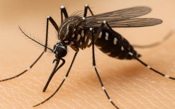 dengue_ia