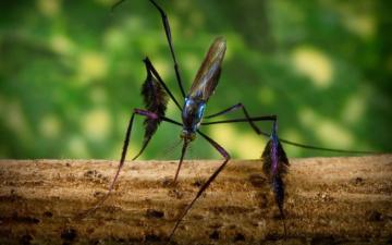 Mosquito Sabethes sp.