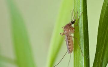Mosquito FNO