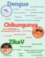 Dengue, Chikungunya e Zika