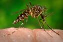 Mosquito Aedes aegypti