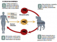 ciclo Leishmaniose