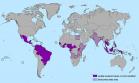 Zika vírus no mundo