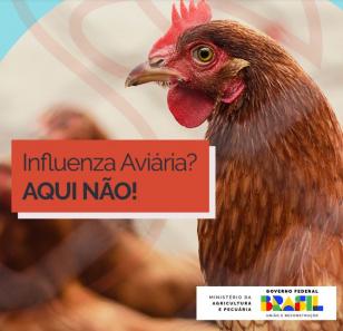 Influenza Aviaria Aqui Nao