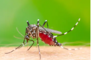 Mosquito aedes