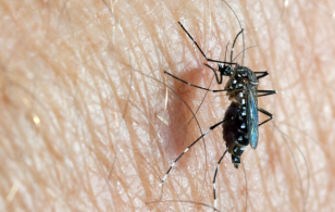 aedes aegypti