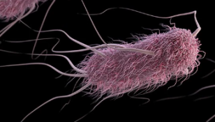E.coli