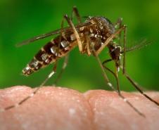 Mosquito Aedes aegypti