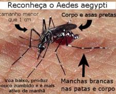 Dengue