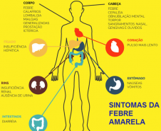 Sintomas da febre amarela