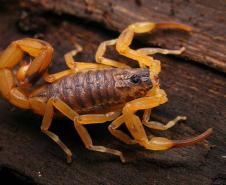 escorpião amarelo