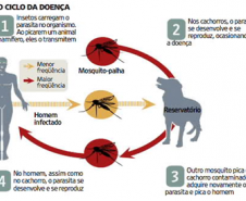 ciclo Leishmaniose