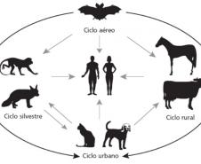 Ciclo da raiva