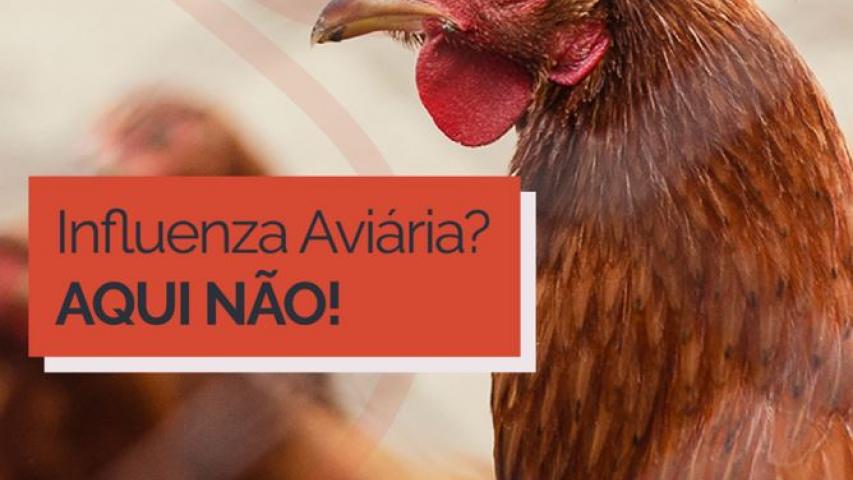 Galinhas
