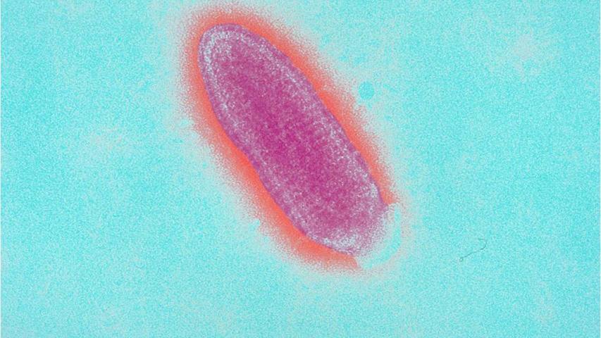 Virus raiva