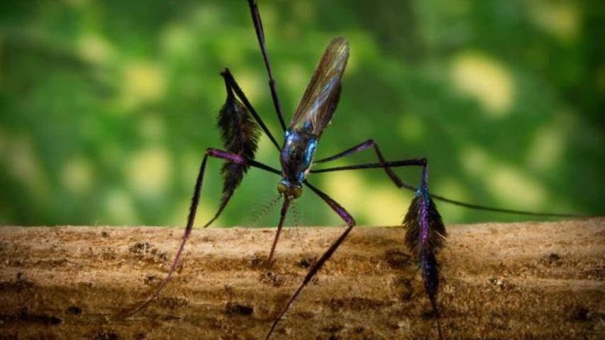 Sabethes cyaneus